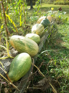 heirloom squash