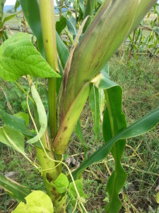 beans climbing up a corn stalk in the three sisters garden